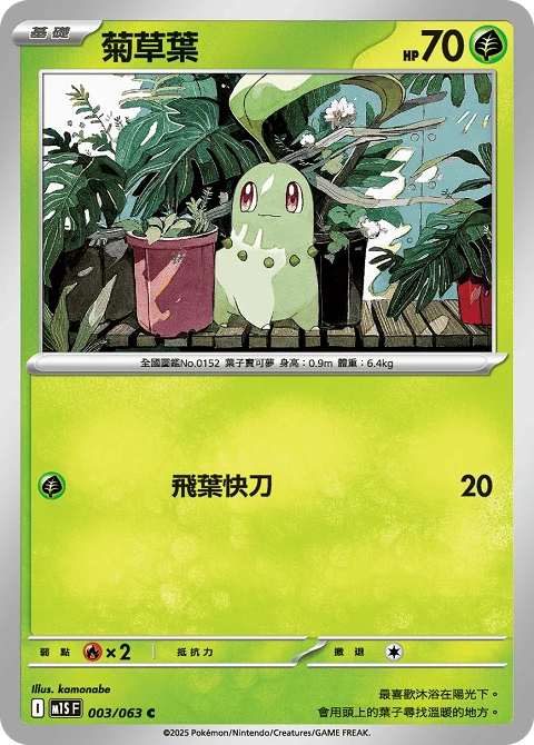 菊草葉