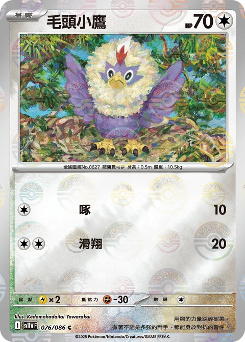 毛頭小鷹